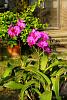 My blooming orchids~-neo_img_dsc04712-jpg