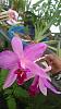 Mexican species : Laelia Anceps lineata.-unnamed2-jpg