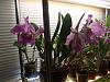 My C.jenmanii-orchids-136-jpg