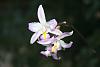 mexican species: laelia albida  var Sulphurea, and laelia albida (aquini))-img_1870-jpg