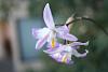 mexican species: laelia albida  var Sulphurea, and laelia albida (aquini))-img_1872-jpg