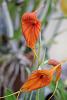 Masd. 'Monarch' - my only flower right now-002-jpg