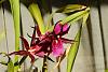 My blooming orchids~-neo_img_dsc04747-jpg