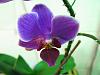 Phalaenopsis NOID from Trader Joes-img_7892-jpg