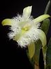 Ryncholaelia digbyana-p1110053-rhyncholaelia-brassavola-digbyana-5-inch-flower-19-copy-jpg