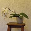 Welsh orchid fan-071-jpg