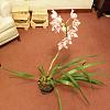 Welsh orchid fan-096-jpg