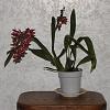 Welsh orchid fan-020-jpg