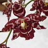 Welsh orchid fan-oncidium-jpg