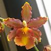 Mislabled Oncidium of some type?-wp_20131211_12_56_07_pro20131211125804-jpg