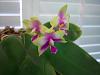 Heres whats blooming in my orchidarium.-100_0372-jpg