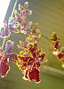 Odontocidium Wildcat 'Petite Sirah'-wp_20131212_15_26_29_pro20131212152935-jpg