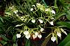Brassolaelia and Paphiopedilum-little-stars-nodosa-subulifolia-3-06-jpg