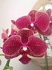 Red Phal suggestions?-imageuploadedbytapatalk1387428306-573761-jpg