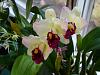 Blc.) Shinfong White Tower 'Hinomaru' Bloomed yesterday-p1020281-copy-jpg