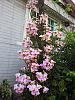 My blooming orchids~-neo_img_20130507_154547-jpg