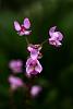 Small pink and purple orchid with yellow center-pink-purple-yellow-jpg