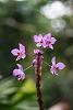 Small pink and purple orchid with yellow center-pink-purple-yellow-jpg