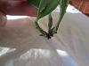 Catt seedling update-orchids-002-jpg