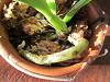 Catt seedling update-orchids-007-jpg