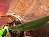 Catt seedling update-orchids-008-jpg