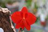 Cattleya coccinea (4n japan breed)-img_1885-jpg