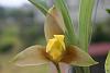 lycaste lassioglossa-img_1888-jpg