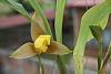 lycaste lassioglossa-img_1890-jpg