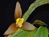 Lycaste lasioglossa-lycaste-lasioglossa-jpg