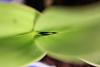 Paph. Sanderianum Blooming Size?-img_8884-jpg