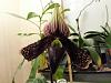 Here it is!!!! Paph. Macabre Contrasts!!!-1426397_10201758088945481_94154135_o-jpg