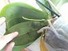 What to do about mildew on leaves?-20140105_095113-jpg