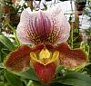 'Teacup' Paphs-paph-meditation-maplewood-dscn9483-jpg