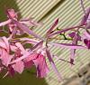 Encyclia summer bloomers.-adenocaula-jpg