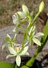 Encyclia summer bloomers.-radiatum2-jpg