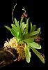 Pleurothallis ornata: Mexican Orchid With Fringe!-photo-tent_022308_web-jpg