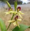 Prosthechea (Encyclia) cochleata.-jpg