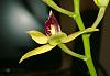 Prosthechea (Encyclia) cochleata.-aa-jpg