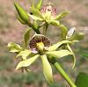 Prosthechea (Encyclia) cochleata.-jpg