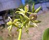 Prosthechea (Encyclia) cochleata.-bb-jpg