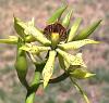 Prosthechea (Encyclia) cochleata.-jpg