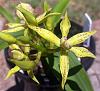 Prosthechea (Encyclia) cochleata.-cc-jpg