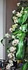 Corn Palm (Dracaena fragrans 'Massangeana') Flowering!-cornpalmbloom2-jpg