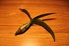 Propagating Dendrobium cane?-img_0238-jpg