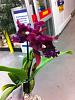 My first serious Catt: a Blc. Chia Lin from Lowes-imageuploadedbytapatalk1389763357-692638-jpg