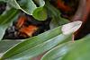 Dendrobium nobile with black spots-ndsc_0587-jpg