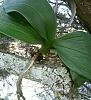 Phal looks dehydrated, does not thrive-img_20140120_053443-jpg