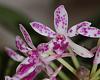 Neostylis Pinky - color forms-neostylis-pinky-starry-night-img_4709-red-jpg