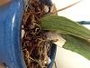 Unknown sick and dying orchid...SOS!-image-jpg