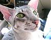 More Cats Than You Can Shake a Stick At..-oct2106-050-jpg